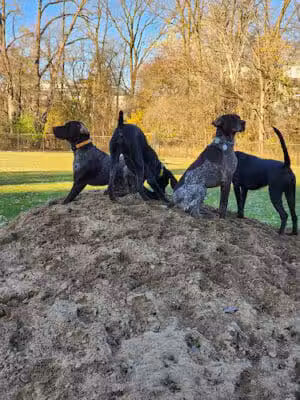 Wyoming Dog Park - Wyoming, MI