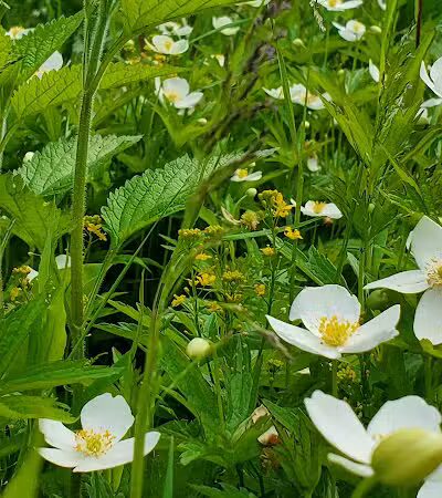 Yale City Park - Yale,