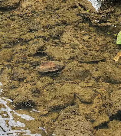 Yale City Park - Yale,