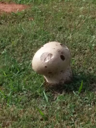 Jefferson Field - York, SC