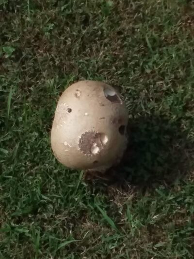 Jefferson Field - York, SC