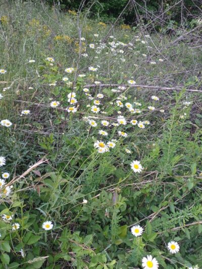 York Recreation Complex - York, SC