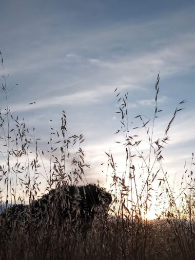 Veterans Park - Yountville, CA