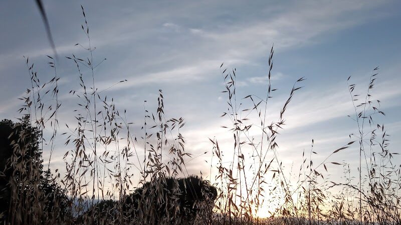Veterans Park - Yountville, CA