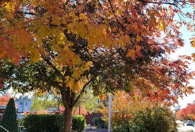 Veterans Park - Yountville, CA