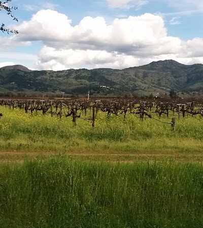 Yountville Park - Yountville, CA