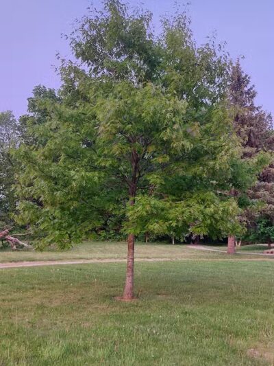 Hickory Woods Park - Ypsilanti,