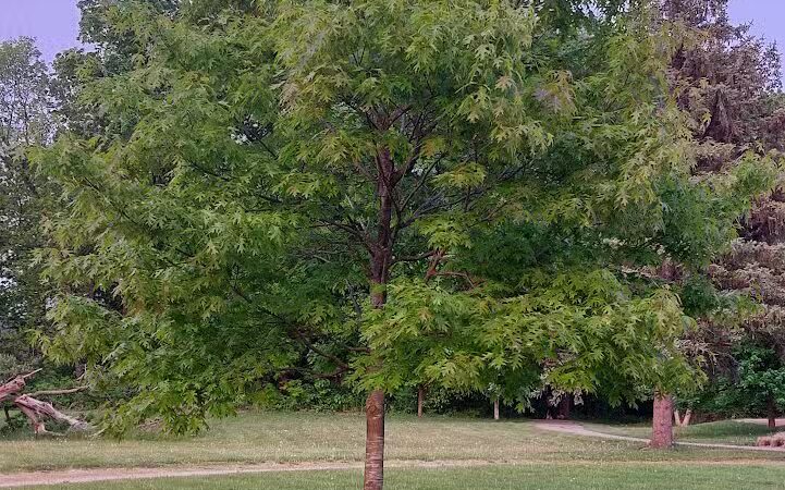 Hickory Woods Park - Ypsilanti,