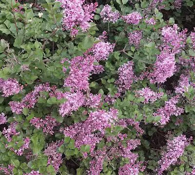 Hickory Woods Park - Ypsilanti,