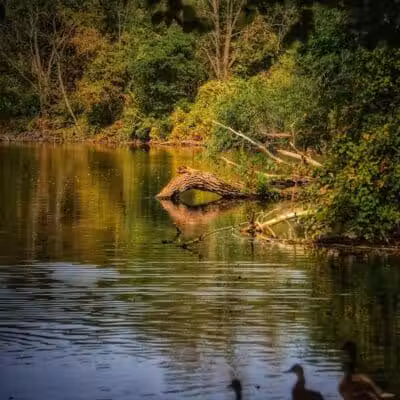 Recreation Park - Ypsilanti,