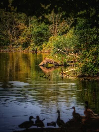 Recreation Park - Ypsilanti,