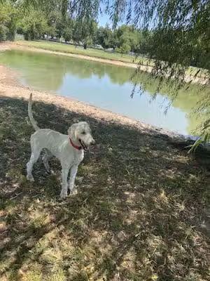 Pets and People Dog Park - Yukon, OK