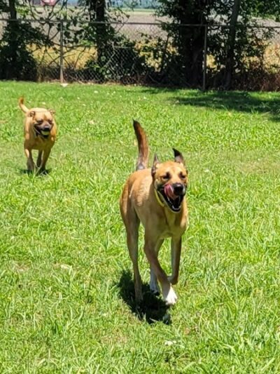 Pets and People Dog Park - Yukon, OK