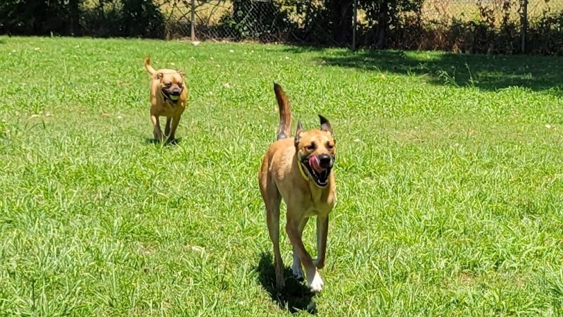 Pets and People Dog Park - Yukon, OK