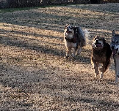 Pets and People Dog Park - Yukon, OK
