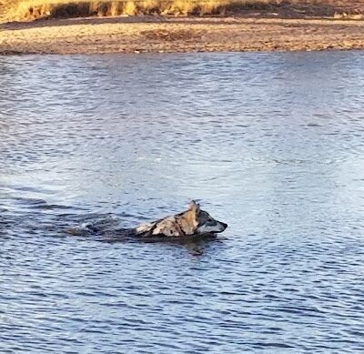 Pets and People Dog Park - Yukon, OK