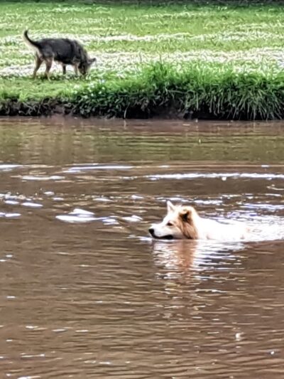 Pets and People Dog Park - Yukon, OK