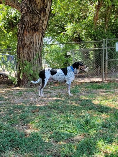 Pets and People Dog Park - Yukon, OK