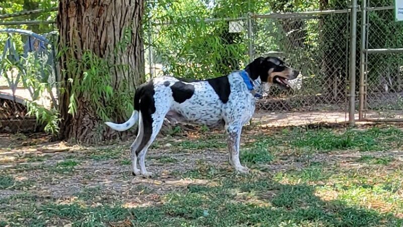 Pets and People Dog Park - Yukon, OK
