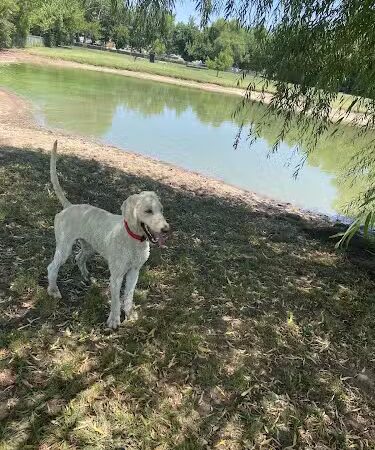 Pets and People Dog Park - Yukon, OK