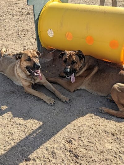 Dog Bark Park - Yuma, AZ