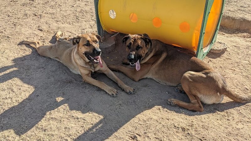 Dog Bark Park - Yuma, AZ