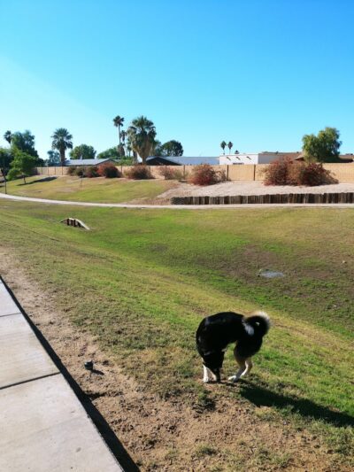 Dog Bark Park - Yuma, AZ