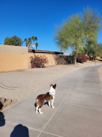 Dog Bark Park - Yuma, AZ