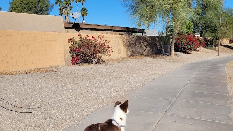 Dog Bark Park - Yuma, AZ