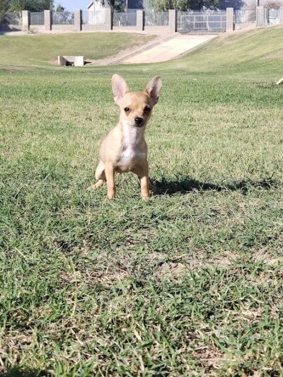 Dog Bark Park - Yuma, AZ
