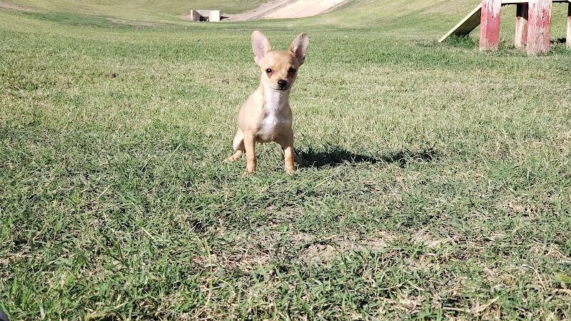 Dog Bark Park - Yuma, AZ