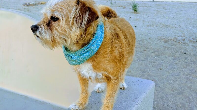 Dog Bark Park - Yuma, AZ