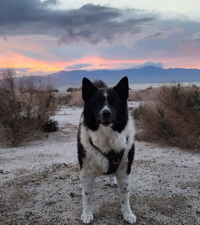 Dog Bark Park - Yuma, AZ