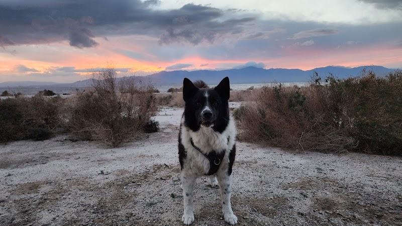 Dog Bark Park - Yuma, AZ