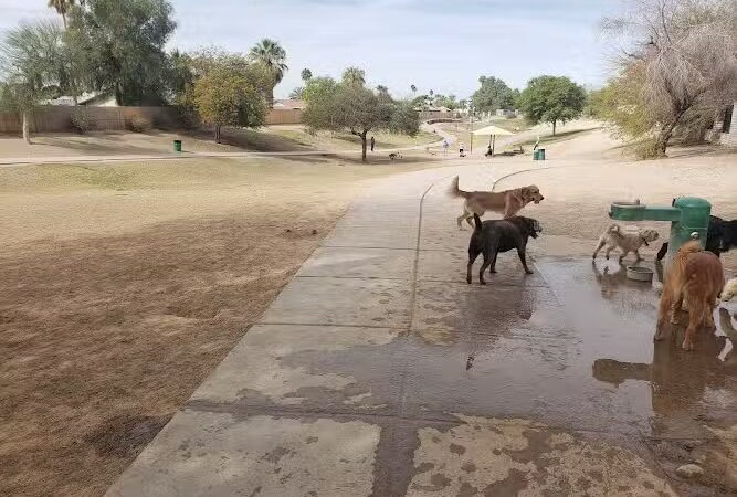 Dog Bark Park - Yuma, AZ