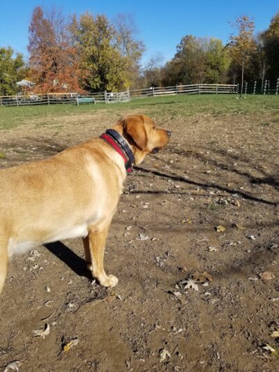 Grove Run Dog Park - Abington, PA