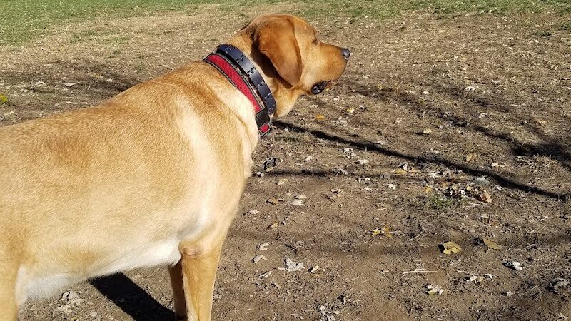 Grove Run Dog Park - Abington, PA