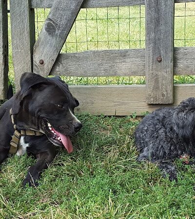 Grove Run Dog Park - Abington, PA