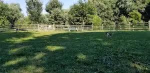 Grove Run Dog Park - Abington, PA