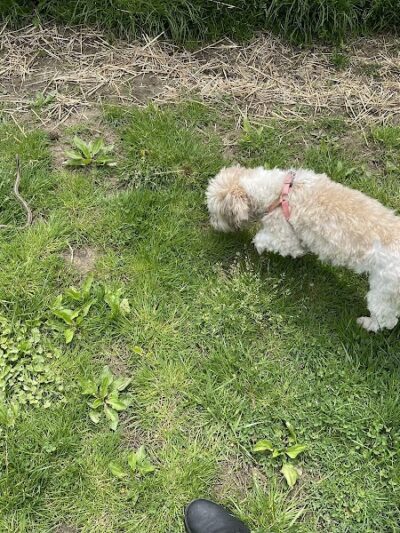 Grove Run Dog Park - Abington, PA
