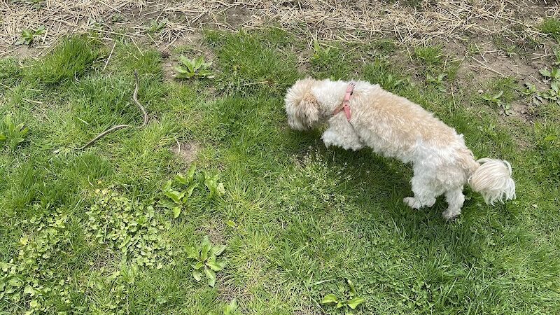 Grove Run Dog Park - Abington, PA