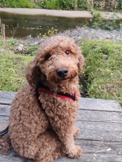 Grove Run Dog Park - Abington, PA