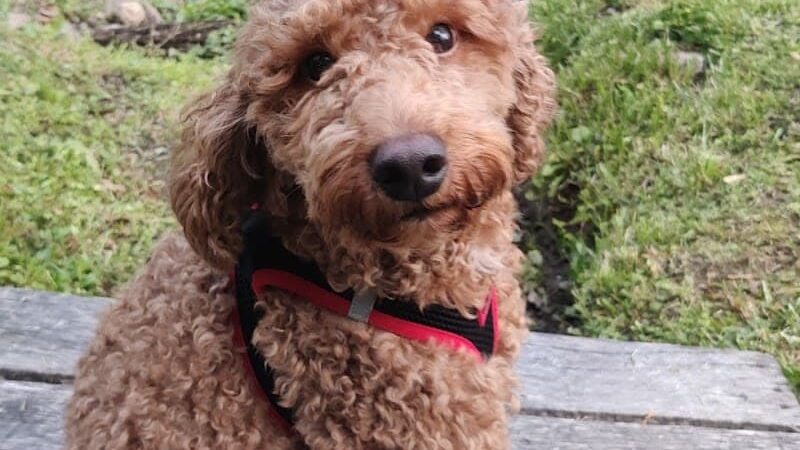 Grove Run Dog Park - Abington, PA