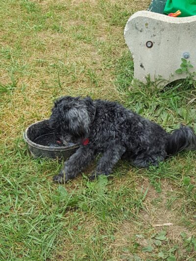 Grove Run Dog Park - Abington, PA