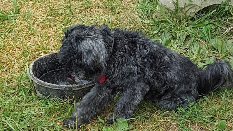 Grove Run Dog Park - Abington, PA