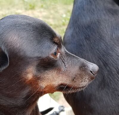 Grove Run Dog Park - Abington, PA