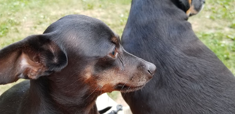 Grove Run Dog Park - Abington, PA