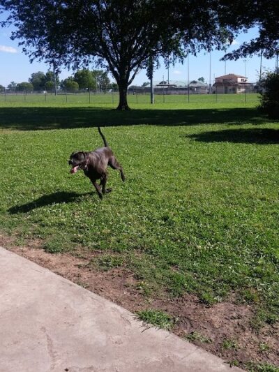 Ada Dog Park - Ada, OK