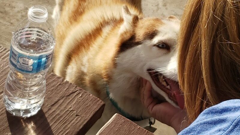 Ada Dog Park - Ada, OK