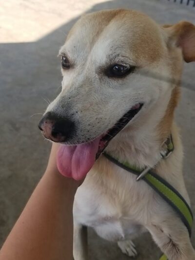 Ada Dog Park - Ada, OK